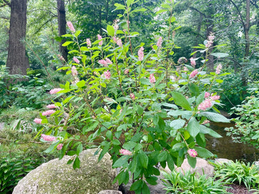 Clethra alnifolia 'Ruby Spice' (pink summersweet), upright rose-pink flower spikes above glossy dark green foliage