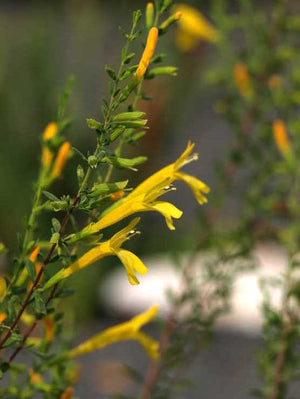 Clinopodium coccineum 'Ohoopee Yellow' scarlet calamint with bright yellow tubular flowers