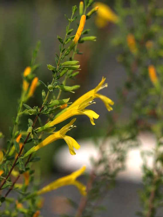 Clinopodium coccineum ‘Ohoopee Yellow’