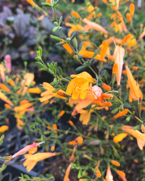 Clinopodium coccineum 'Amber Blush' scarlet calamint with soft amber-apricot tubular flowers