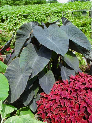Colocasia esculenta 'Black Magic' black elephant ear with velvety purple-black heart-shaped leaves