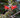 Colquhounia coccinea