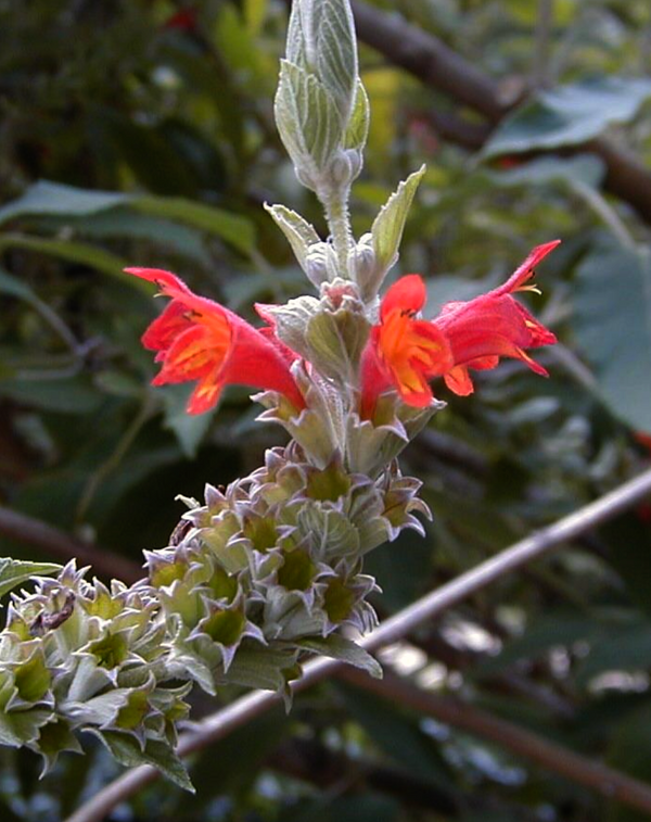 Colquhounia coccinea