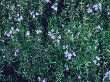 Conradina verticillata