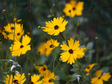 Coreopsis integrifolia