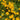 Coreopsis integrifolia
