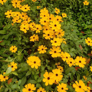 Coreopsis integrifolia, Chipola River coreopsis, a native perennial offered by Woodlanders.