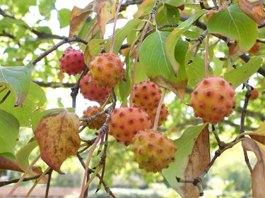Cornus kousa
