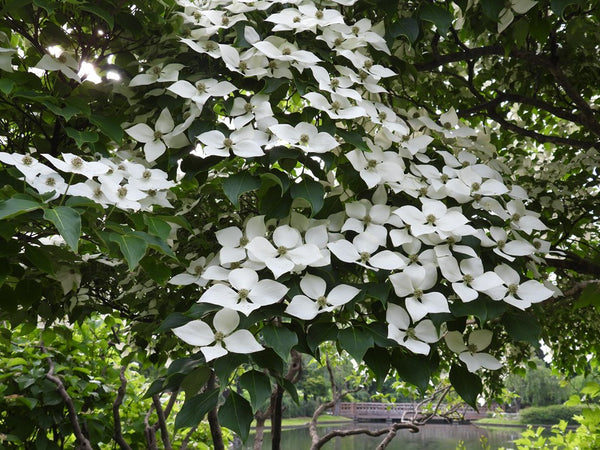 Cornus kousa
