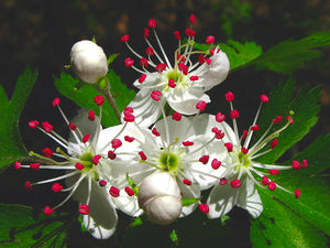 Crataegus marshallii parsley haw with lacy parsley-like leaves and white spring flowers