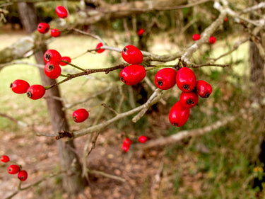 Crataegus marshallii