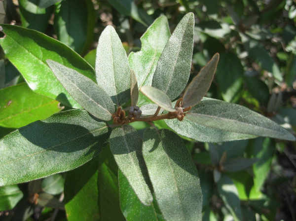 Croton alabamensis