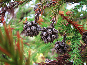 Cryptomeria japonica, Japanese cedar, blue-green awl-shaped evergreen foliage.