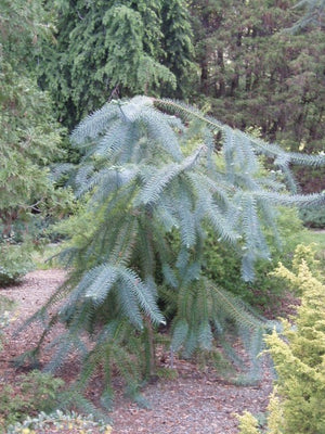 Cunninghamia lanceolata 'Glauca'