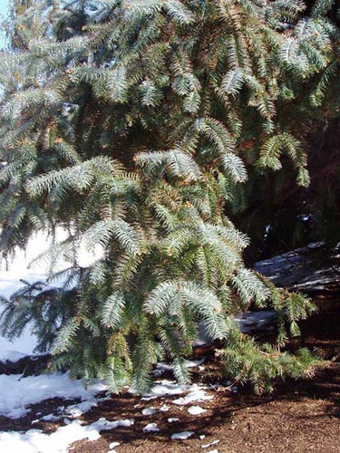 Cunninghamia lanceolata 'Glauca'