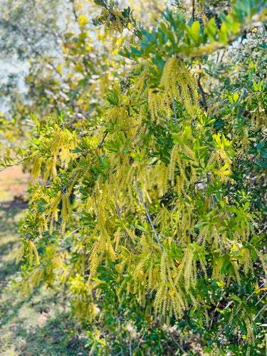 Cyrilla parviflora