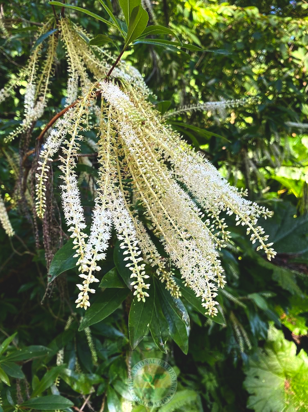 Cyrilla racemiflora