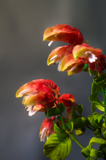 Justicia brandegeana shrimp plant with orange flower bracts