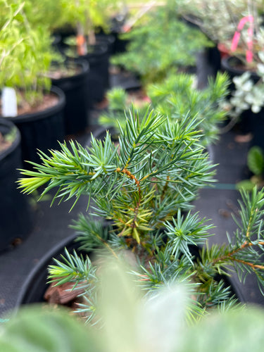 Juniperus communis var. depressa ‘Hitchcock’