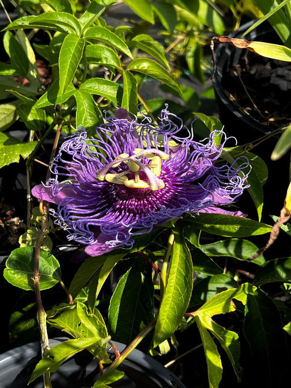Passiflora incarnata x cincinnata ‘Incense’