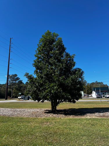Quercus germana