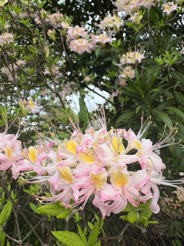 Rhododendron x Pastel 'Casille'
