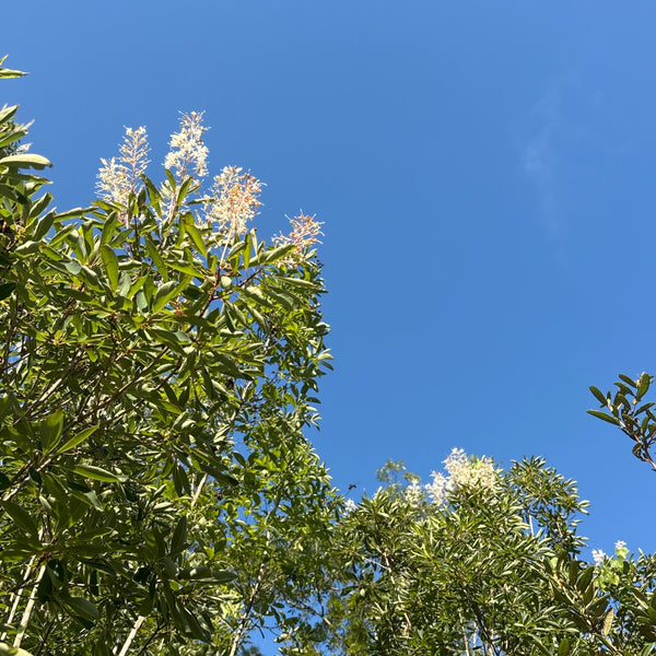 Elliottia racemosa