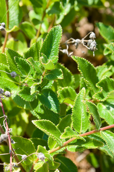 Sinningia sellovii, a tuberous perennial offered by Woodlanders.