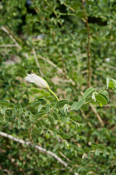 Bauhinia petersiana ssp. macrantha, a flowering shrub offered by Woodlanders.
