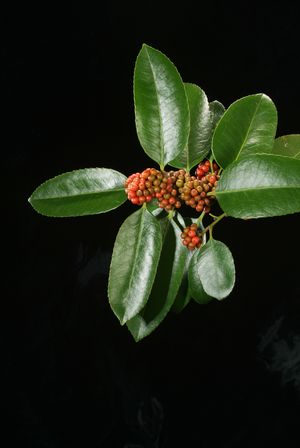 Ilex latifolia 'Alva', lusterleaf holly, very large glossy leathery evergreen leaves and clusters of red berries