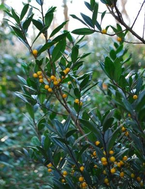 Ilex x attenuata 'Alagold'