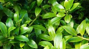 Ilex mutchagara, Okinawan holly, small glossy spineless toothed dark green evergreen leaves on an upright shrub