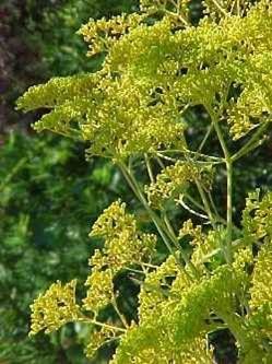 Patrinia scabiosifolia 'Nagoya', golden lace, airy flat-topped heads of tiny yellow flowers.