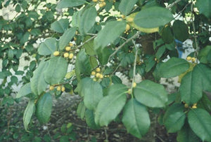 Ilex opaca 'Fallaw', yellow-berried American holly, amber berries against spiny matte dark green evergreen leaves