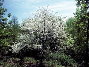 Prunus umbellata, flatwoods plum, white spring flowers on dark gnarled branches.