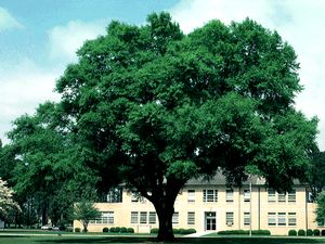 Quercus hemisphaerica