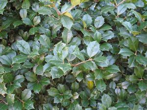 Ilex opaca 'Jersey Knight', male American holly, dark olive-green spiny evergreen leaves on a dense pyramidal native tree