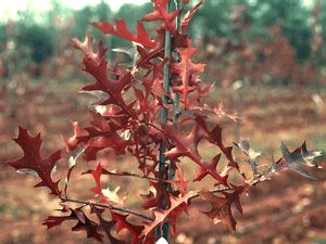 Quercus texana (nuttallii)