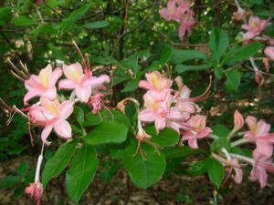 Rhododendron bakeri x viscosum native azalea, warm peachy-salmon funnel flowers in late spring.