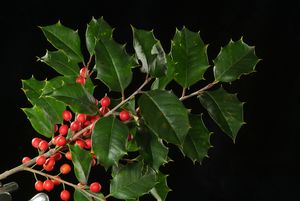 Ilex opaca 'Selected Red', American holly, abundant bright red berries against glossy spiny dark green evergreen leaves