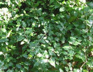 Sageretia minutiflora (shellmound buckthorn) small glossy leaves on spiny half-climbing stems