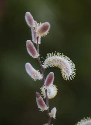 Salix chaenomeloides (Japanese pussy willow) large silvery catkins on bare late-winter branches