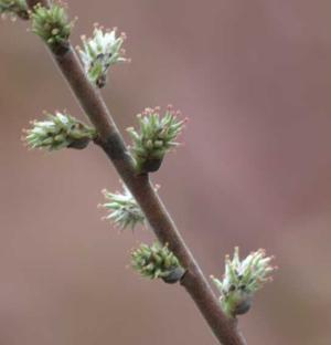 Salix tristis (dwarf gray willow) low grayish willow shrub with woolly foliage