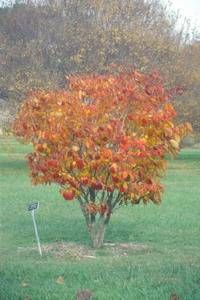 Sapium japonicum