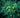 Staphylea trifolia