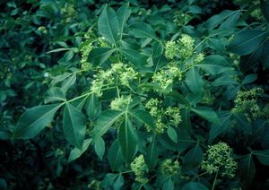 Staphylea trifolia