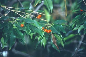 Ilex pedunculosa, longstalk holly, red berries on long slender stalks over smooth spineless glossy evergreen leaves