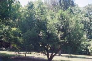 Torreya nucifera