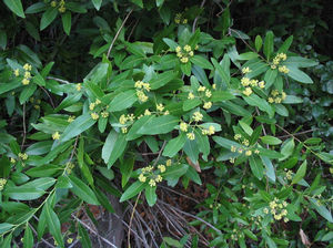 Umbellularia californica