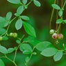 Vaccinium elliottii native blueberry shrub with red foliage